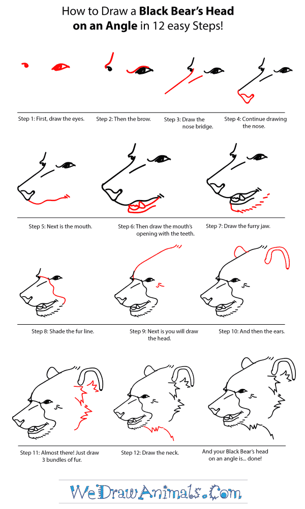 How to Draw a Black Bear Head - Step-by-Step Tutorial