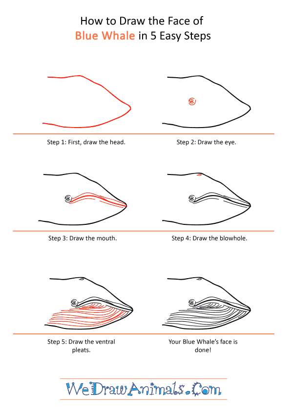 How to Draw a Blue Whale Face - Step-by-Step Tutorial