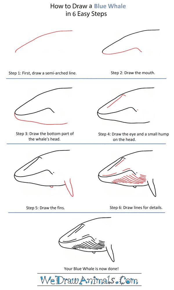 How to Draw a Blue Whale Head - Step-by-Step Tutorial