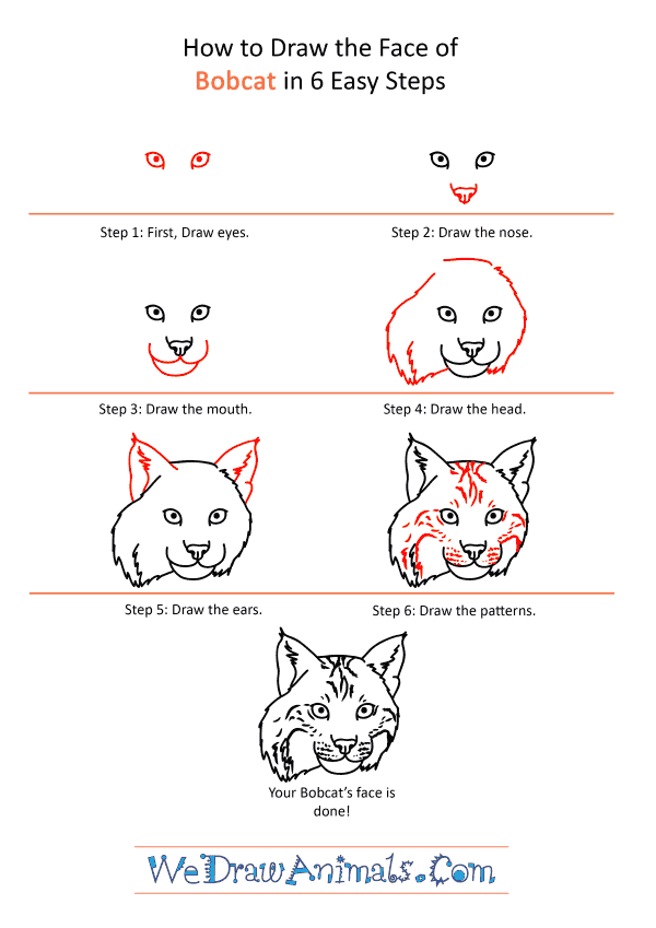 How to Draw a Bobcat Face - Step-by-Step Tutorial