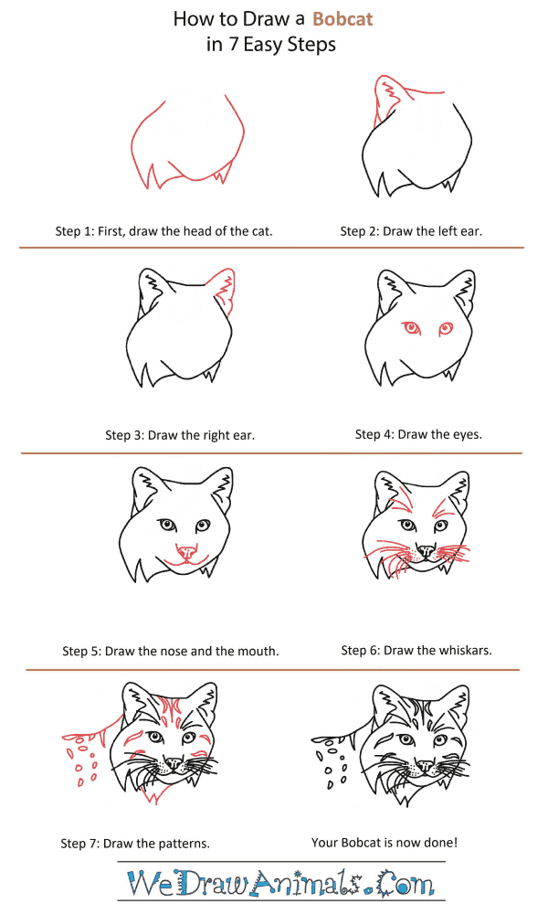 How to Draw a Bobcat Head - Step-by-Step Tutorial