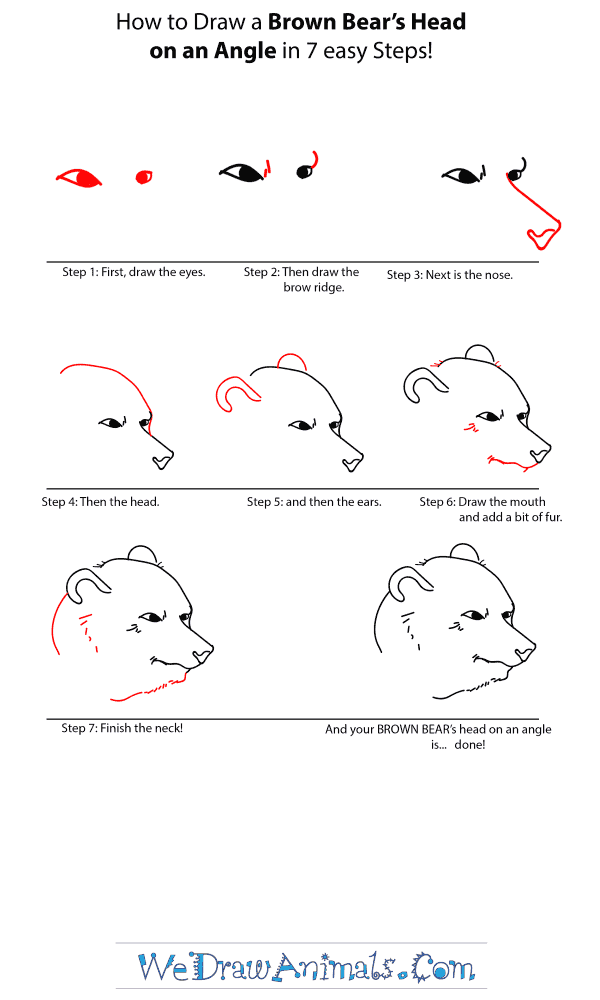 How to Draw a Brown Bear Head - Step-by-Step Tutorial