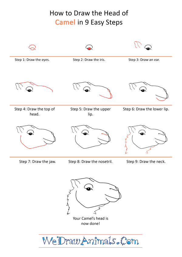 How to Draw a Camel Face - Step-by-Step Tutorial