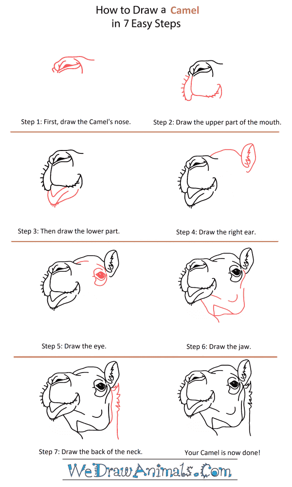 How to Draw a Camel Head - Step-by-Step Tutorial