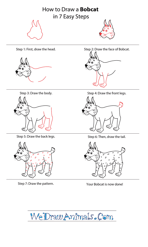 How to Draw a Cartoon Bobcat - Step-by-Step Tutorial