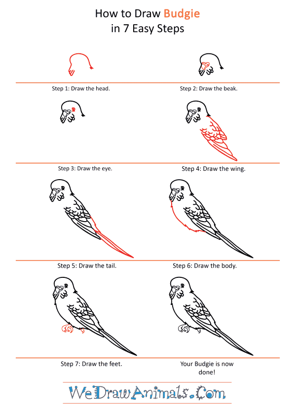 How to Draw a Cartoon Budgie - Step-by-Step Tutorial
