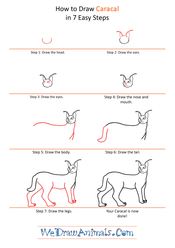 How to Draw a Cartoon Caracal - Step-by-Step Tutorial