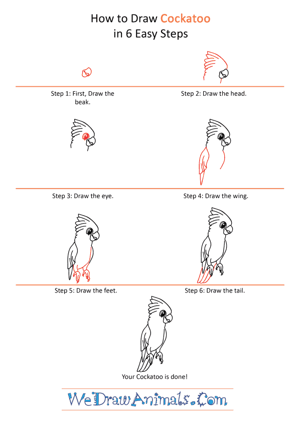 How to Draw a Cartoon Cockatoo - Step-by-Step Tutorial