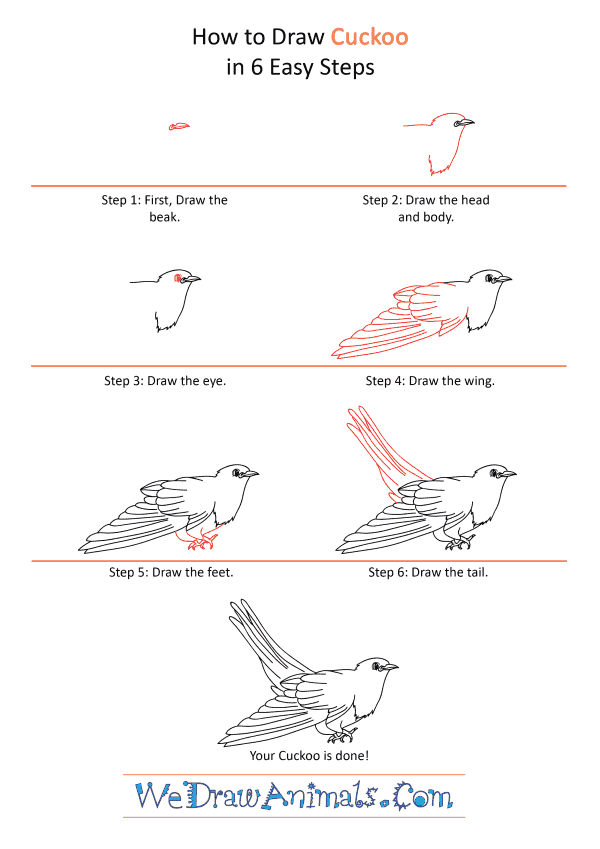 How to Draw a Cartoon Cuckoo - Step-by-Step Tutorial