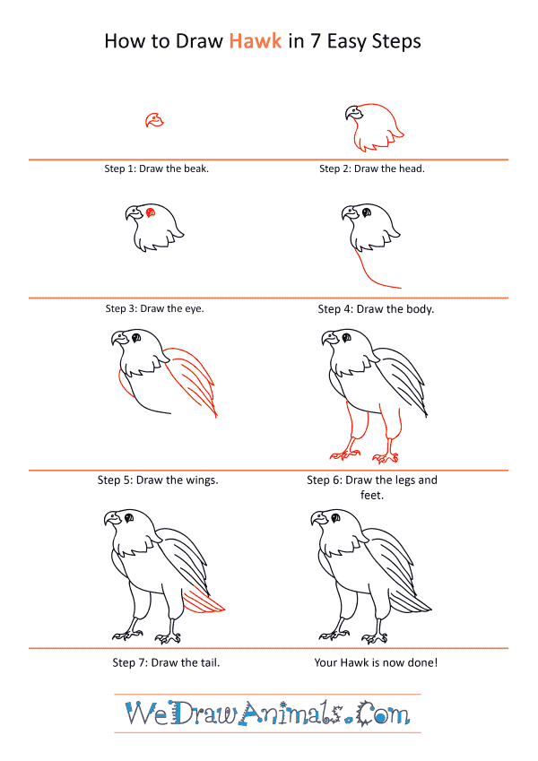 How to Draw a Cartoon Hawk - Step-by-Step Tutorial