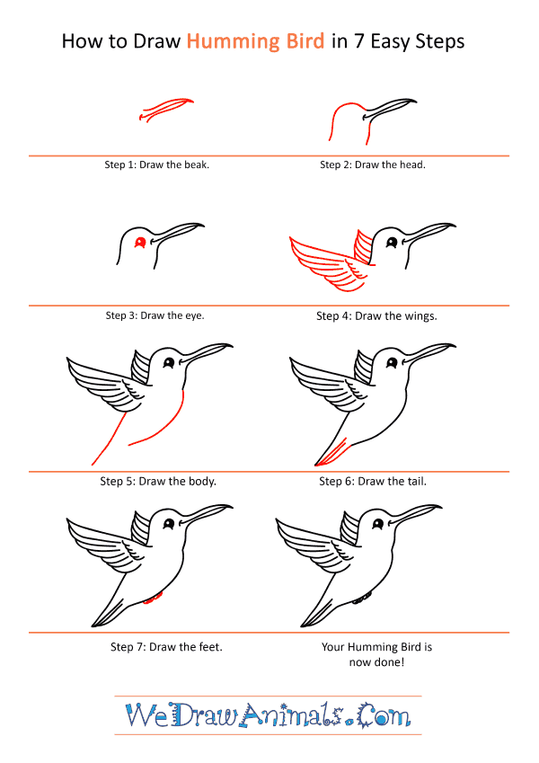 How to Draw a Cartoon Hummingbird - Step-by-Step Tutorial