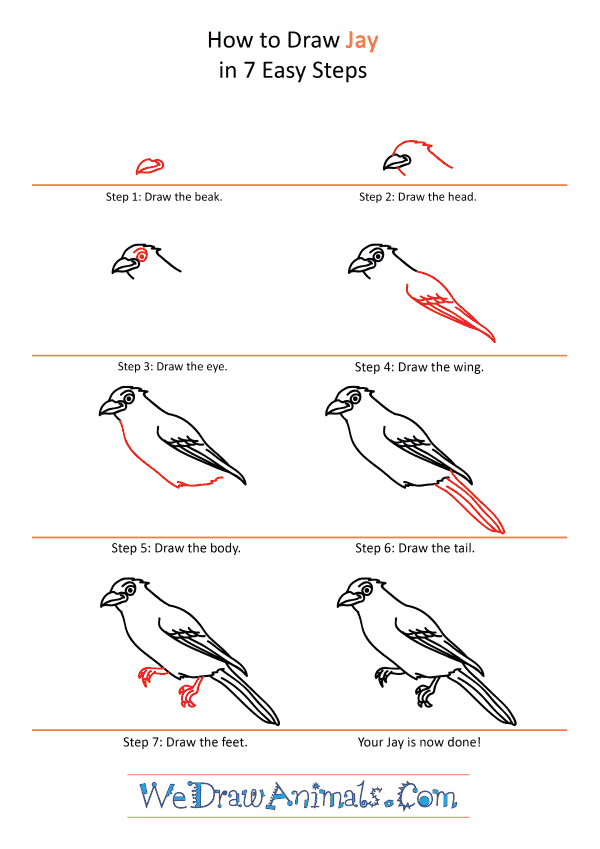 How to Draw a Cartoon Jay - Step-by-Step Tutorial