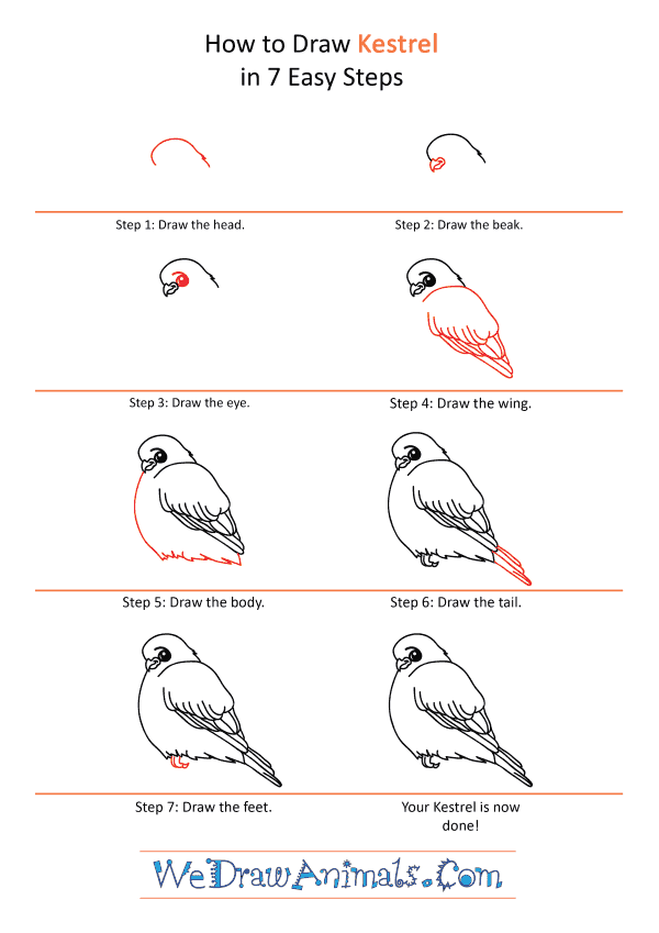 How to Draw a Cartoon Kestrel - Step-by-Step Tutorial