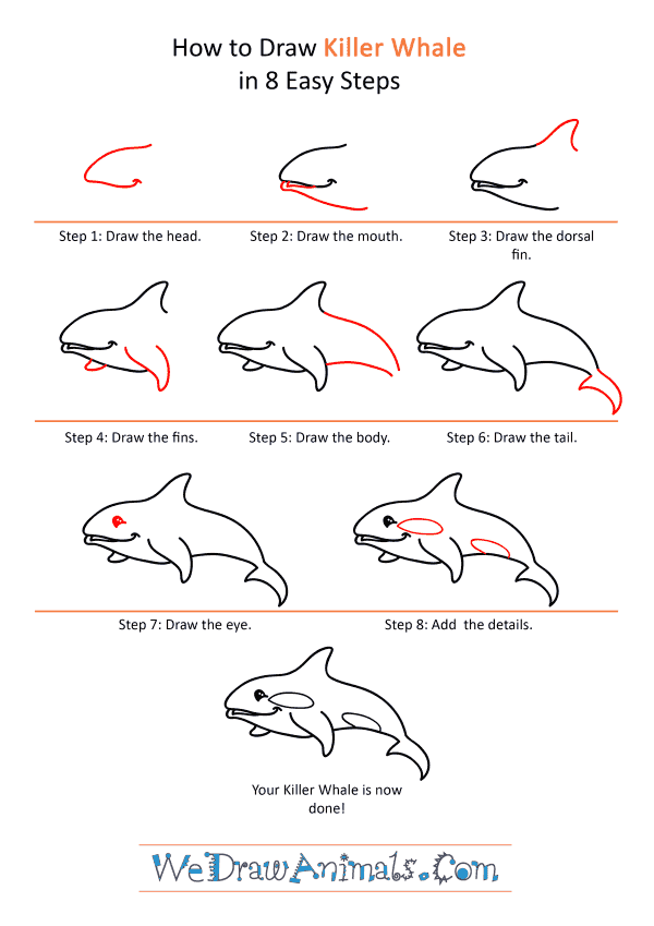 How to Draw a Cartoon Killer Whale - Step-by-Step Tutorial
