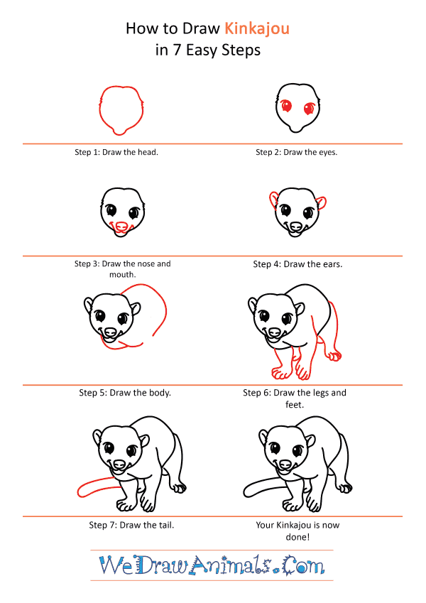 How to Draw a Cartoon Kinkajou - Step-by-Step Tutorial