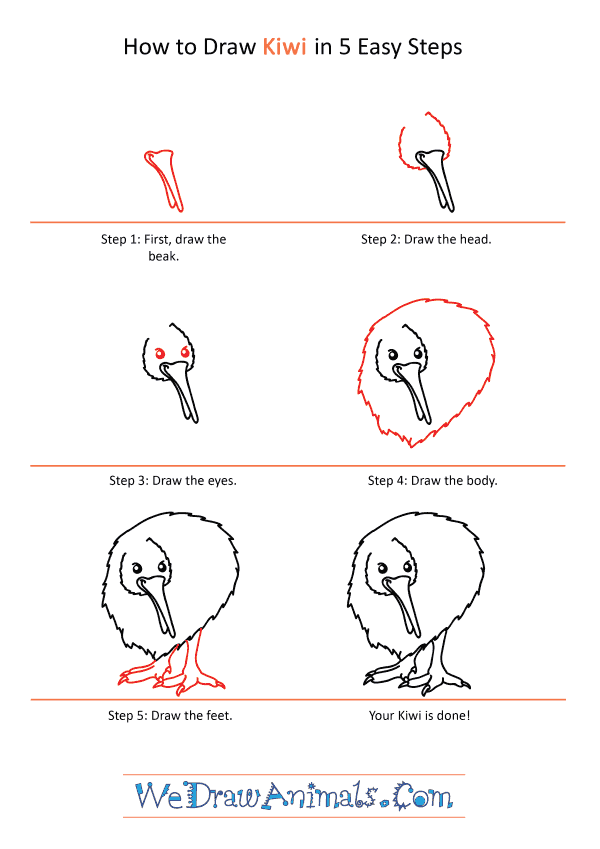 How to Draw a Cartoon Kiwi - Step-by-Step Tutorial