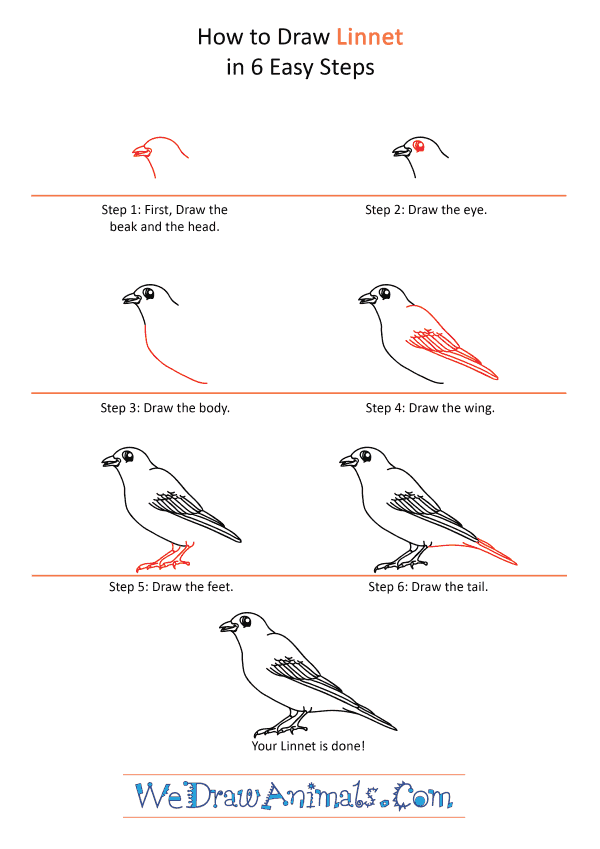 How to Draw a Cartoon Linnet - Step-by-Step Tutorial