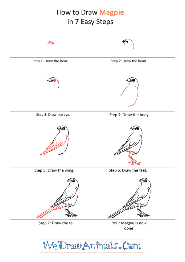 How to Draw a Cartoon Magpie - Step-by-Step Tutorial