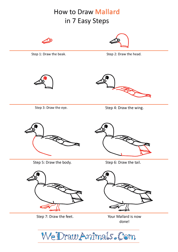 How to Draw a Cartoon Mallard - Step-by-Step Tutorial