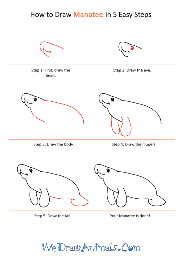 How to Draw a Cartoon Manatee - Step-by-Step Tutorial