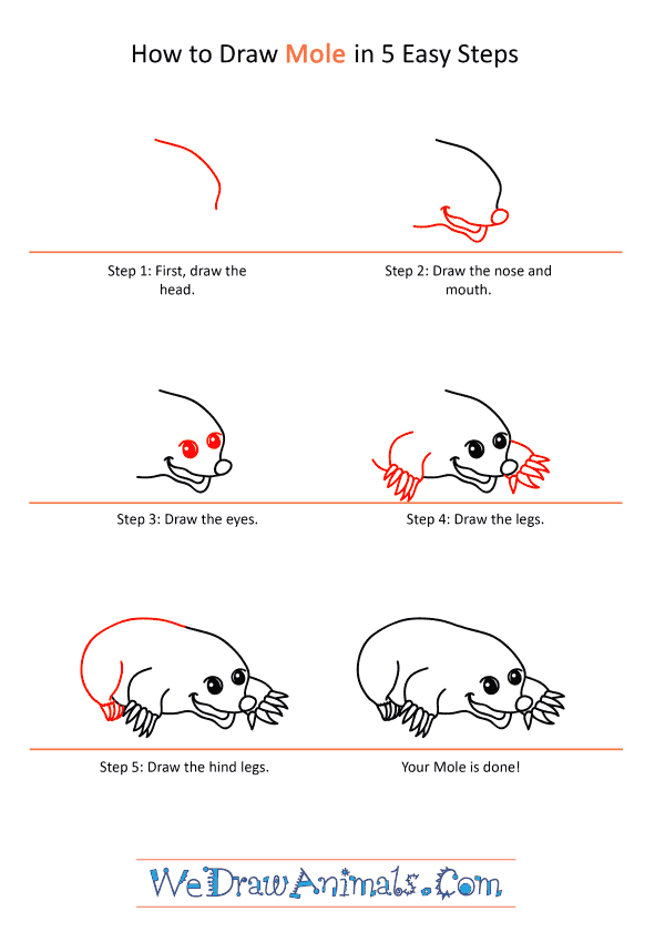 How to Draw a Cartoon Mole - Step-by-Step Tutorial