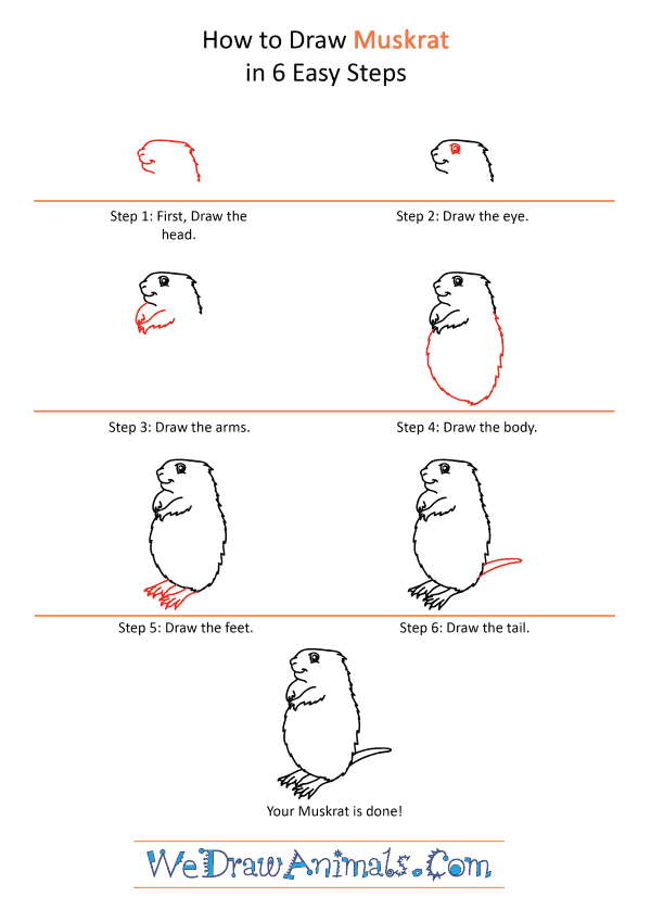 How to Draw a Cartoon Muskrat - Step-by-Step Tutorial