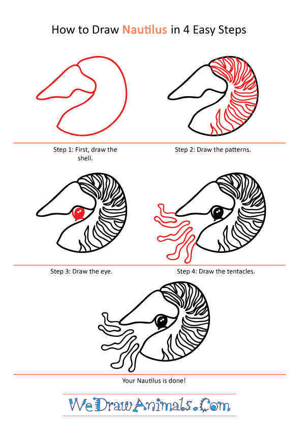 How to Draw a Cartoon Nautilus - Step-by-Step Tutorial