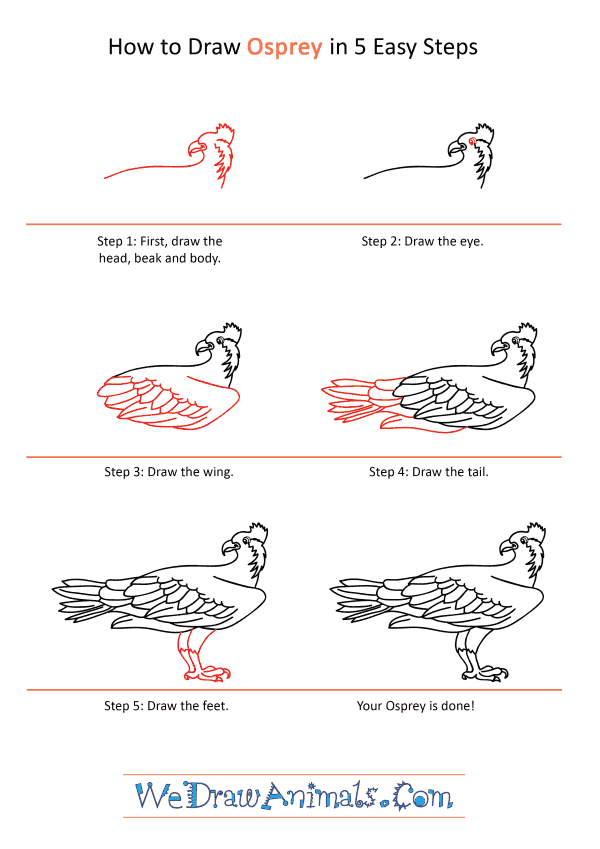 How to Draw a Cartoon Osprey - Step-by-Step Tutorial