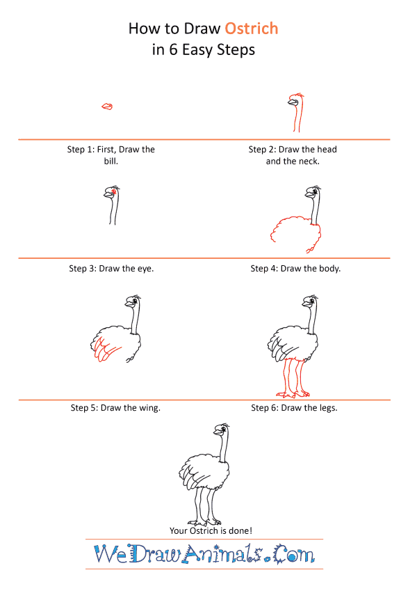 How to Draw a Cartoon Ostrich - Step-by-Step Tutorial