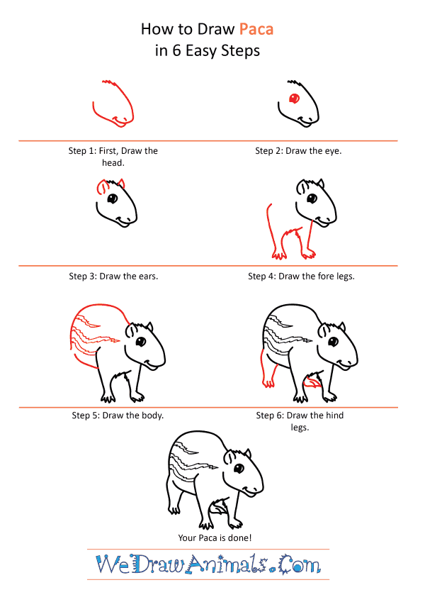 How to Draw a Cartoon Paca - Step-by-Step Tutorial