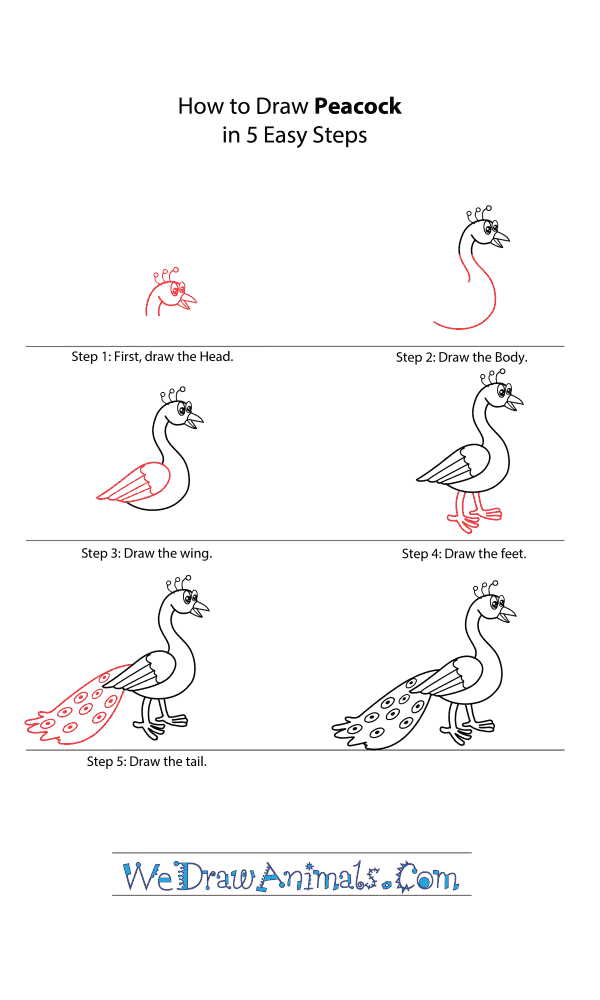 How to Draw a Cartoon Peacock - Step-by-Step Tutorial