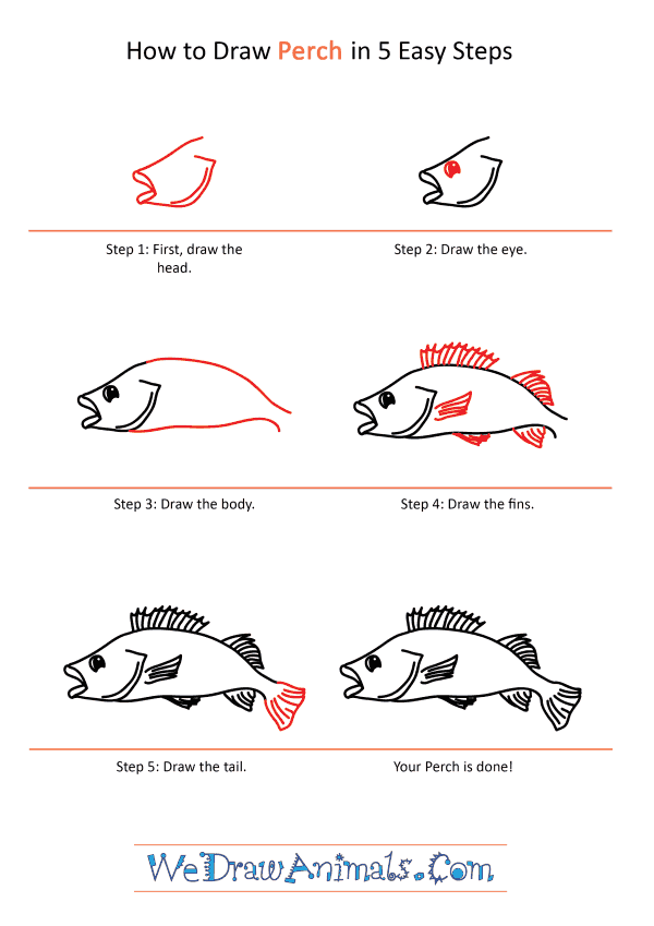 How to Draw a Cartoon Perch - Step-by-Step Tutorial