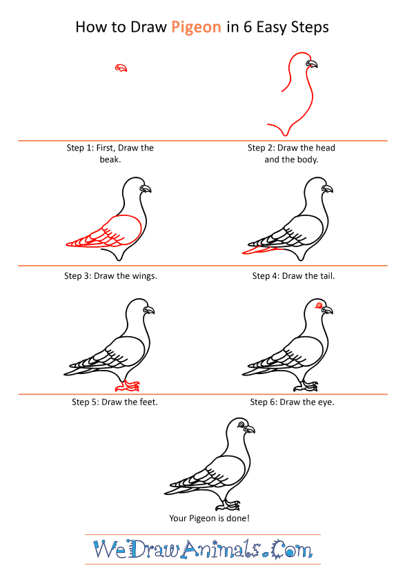 How to Draw a Cartoon Pigeon - Step-by-Step Tutorial