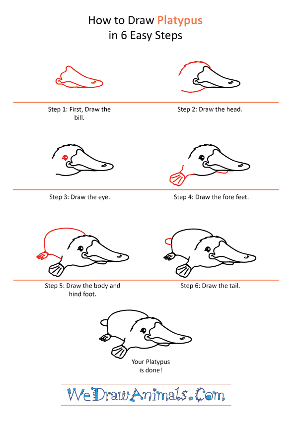 How to Draw a Cartoon Platypus - Step-by-Step Tutorial