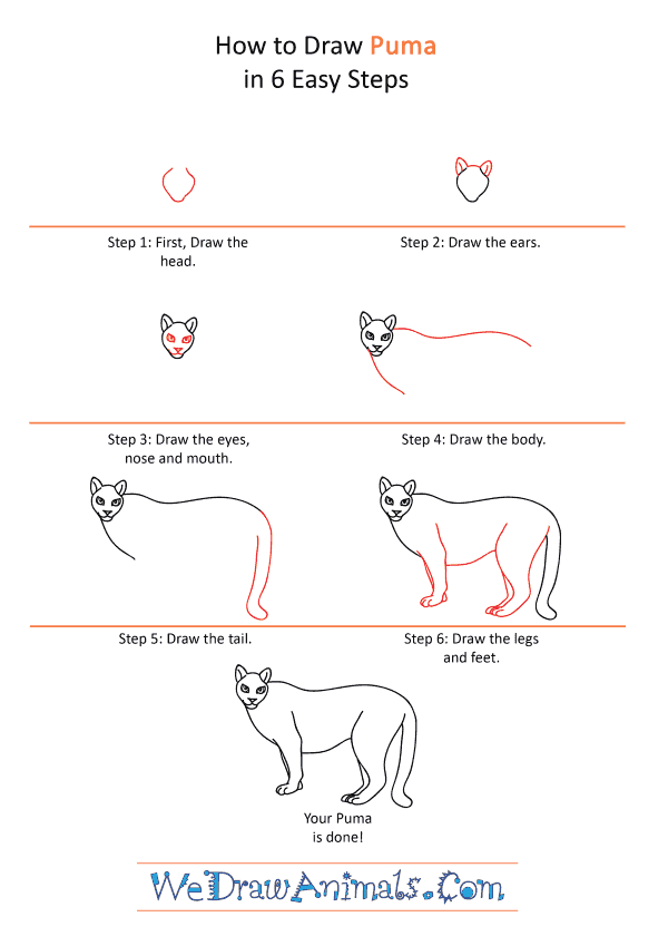 How to Draw a Cartoon Puma - Step-by-Step Tutorial