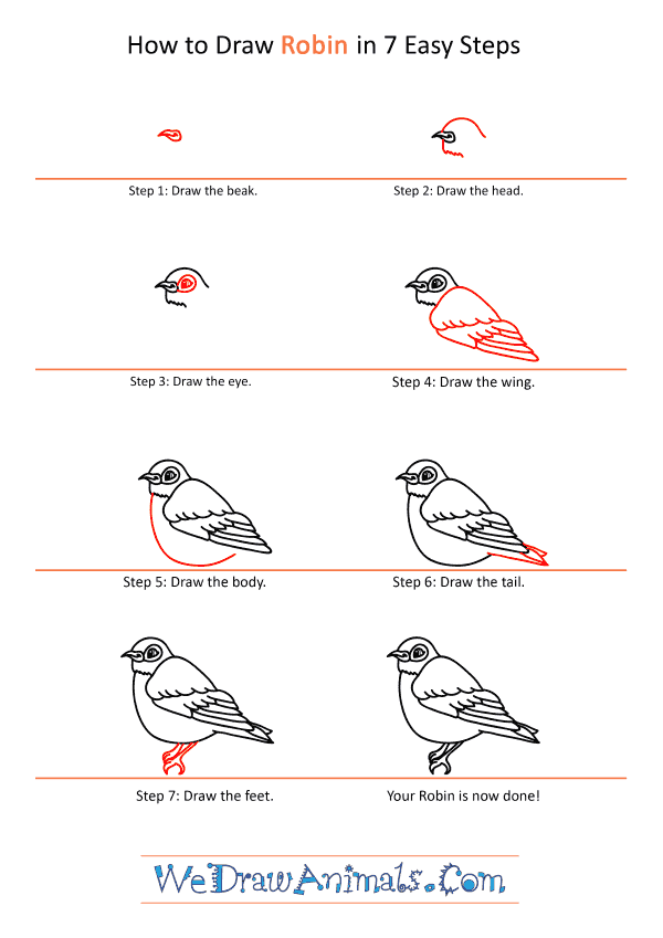 How to Draw a Cartoon Robin - Step-by-Step Tutorial