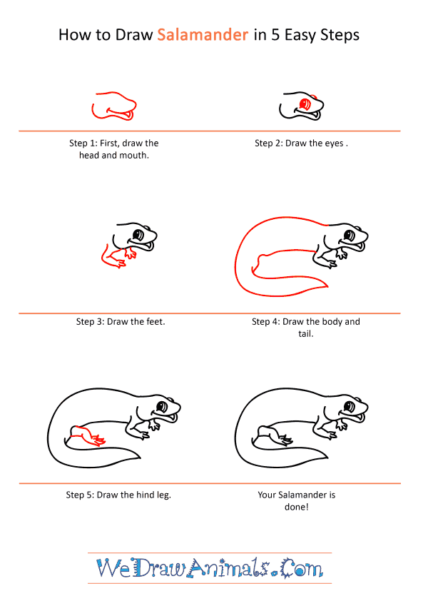 How to Draw a Cartoon Salamander - Step-by-Step Tutorial