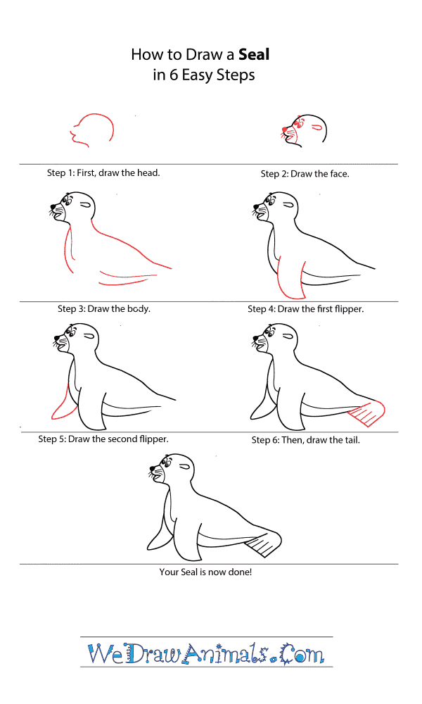 Featured image of post Seal Cartoon Drawing Despite having 33 different species around the world there are common physical characteristics