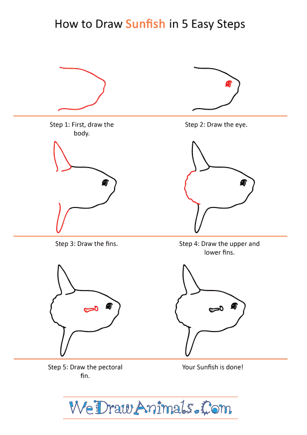 How to Draw a Cartoon Sunfish - Step-by-Step Tutorial