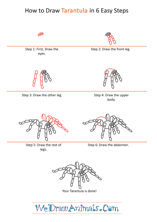 How to Draw a Cartoon Tarantula - Step-by-Step Tutorial