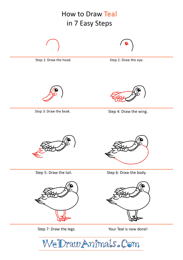 How to Draw a Cartoon Teal - Step-by-Step Tutorial