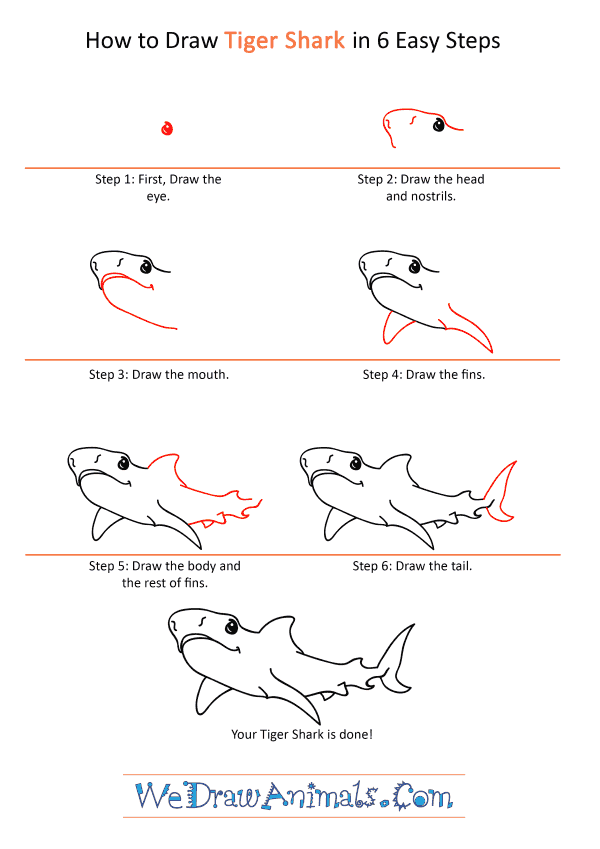 How to Draw a Cartoon Tiger Shark - Step-by-Step Tutorial