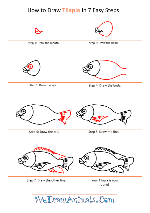 How to Draw a Cartoon Tilapia - Step-by-Step Tutorial
