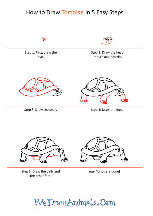 How to Draw a Cartoon Tortoise - Step-by-Step Tutorial