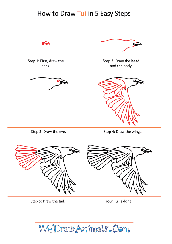 How to Draw a Cartoon Tui - Step-by-Step Tutorial