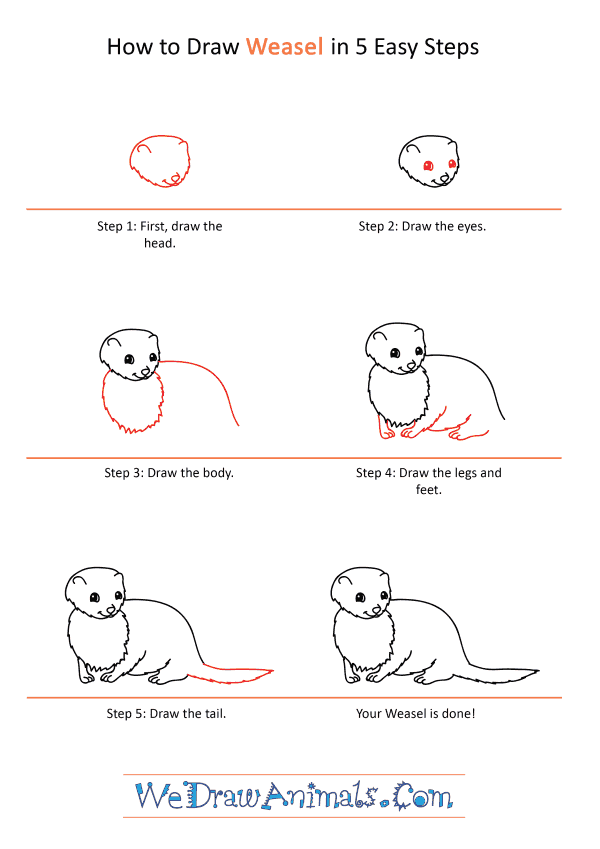 How to Draw a Cartoon Weasel - Step-by-Step Tutorial