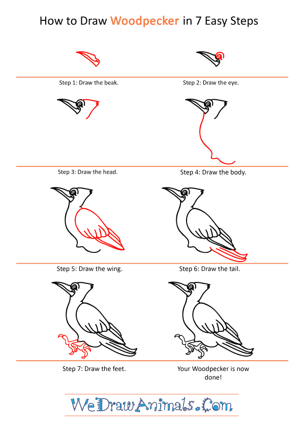 How to Draw a Cartoon Woodpecker - Step-by-Step Tutorial