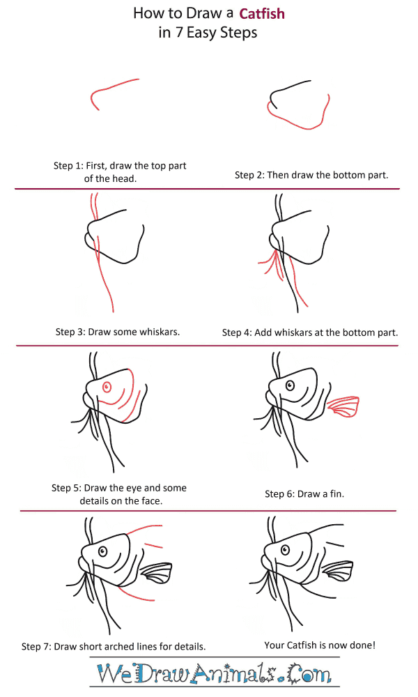 How to Draw a Catfish Head - Step-by-Step Tutorial