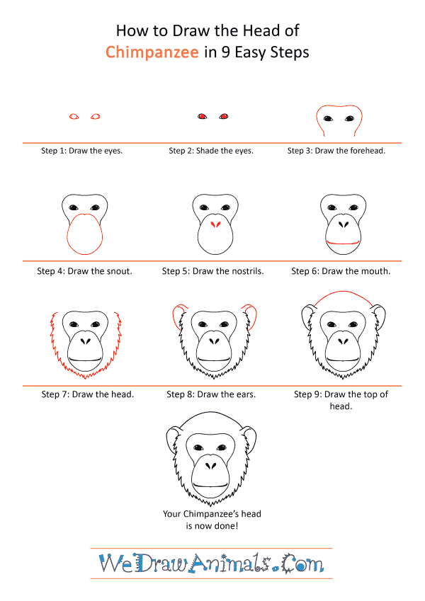 How to Draw a Chimpanzee Face - Step-by-Step Tutorial