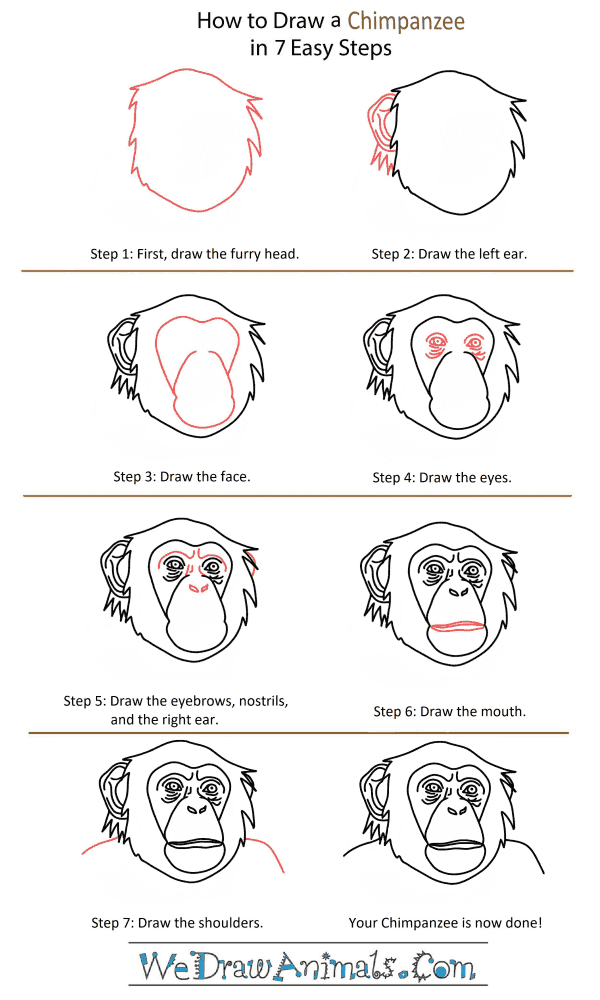 How to Draw a Chimpanzee Head - Step-by-Step Tutorial